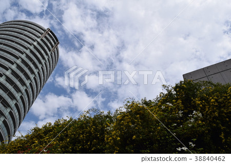 摩天大樓和卡羅來納州茉莉花 摩天大樓和卡羅來納州茉莉花 38840462