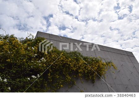 卡羅萊納茉莉花 卡羅萊納茉莉花 38840463