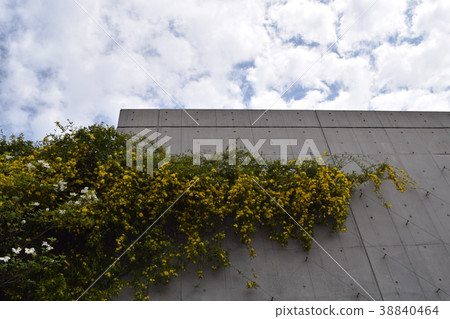 卡羅萊納茉莉花 卡羅萊納茉莉花 38840464