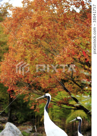 Autumn leaves and crane 38841757