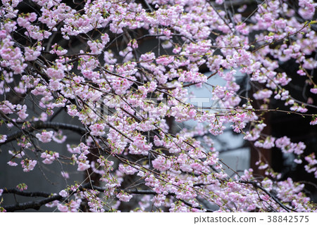 Yamazakura 1 Yamazakura 1 38842575