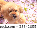 It's a petal carpet♪ 38842855