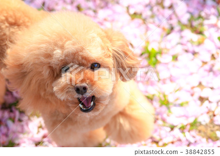 It's a petal carpet♪ 38842855