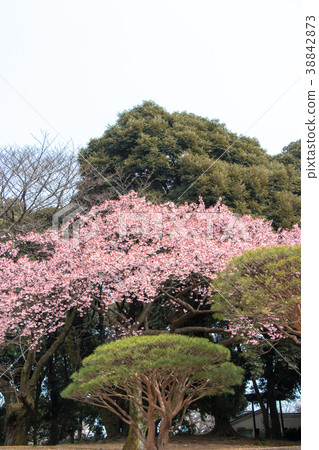 Kawazu cherry blossoms in full bloom Kawazu cherry blossoms in full bloom 38842873