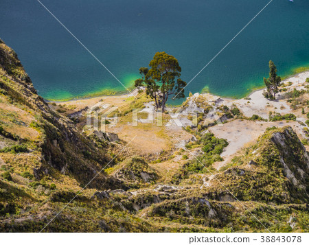 Amazing tree along Quilotoa lagoon shoreline Amazing tree along Quilotoa lagoon shoreline 38843078
