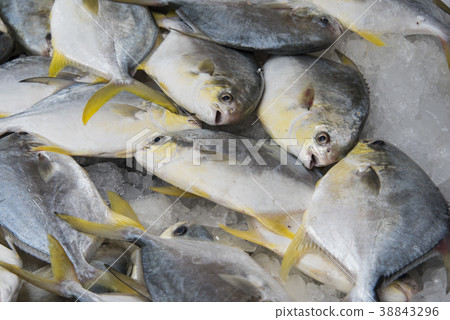 鮮魚 鮮魚 38843296
