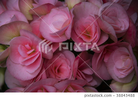 玫瑰花 玫瑰花 38843488