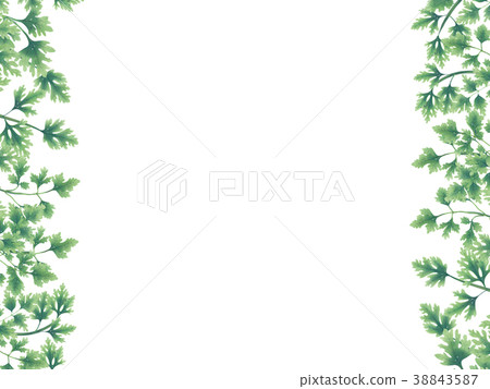 Green of parsley leaves at the borders 38843587
