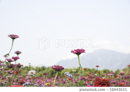 Cosmos Cosmos 38843631