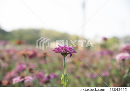 玻斯菊 玻斯菊 38843635