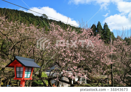 Fujikawa Tenjin 38843673