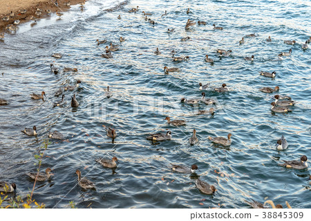 Shore of the lake 38845309
