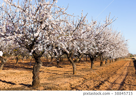 Spring, flowering and nature concept - beautiful Spring, flowering and nature concept - beautiful 38845715