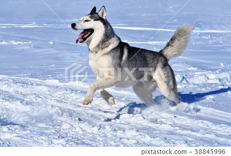 a Siberian husky breed dog runs through the snow a Siberian husky breed dog runs through the snow 38845996