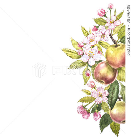 Apple frame botanical illustration. Card design Apple frame botanical illustration. Card design 38846408