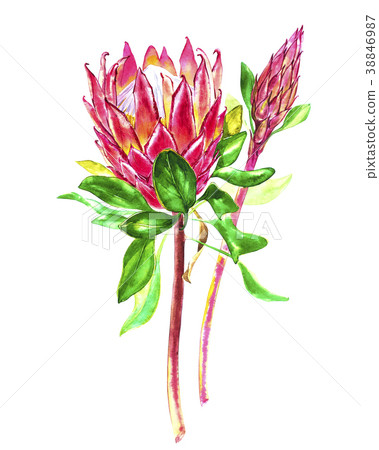 Watercolor protea flowers. Spring or summer 38846987