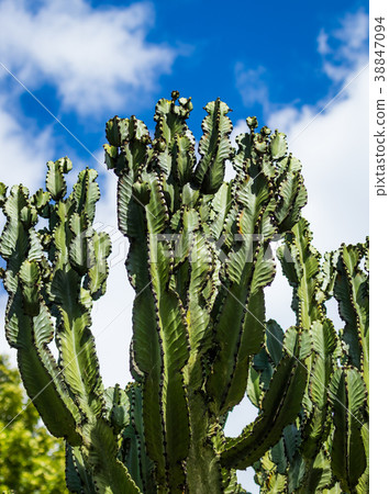 Candelabra Tree 38847094