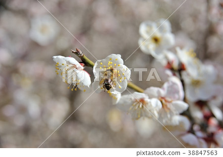 Japanese bee 38847563