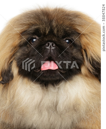 Pekingese puppy on white background 38847824
