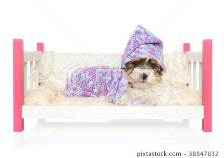 Biewer York puppy lying in bed Biewer York puppy lying in bed 38847832