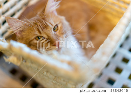 Cat Maine Coon Cat Maine Coon 38848646