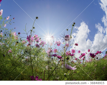 Cosmos flower field in full bloom, fisheye, sun Cosmos flower field in full bloom, fisheye, sun 38848915