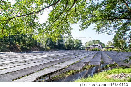 Hotaka, Azumino City, Nagano Prefecture 38849110
