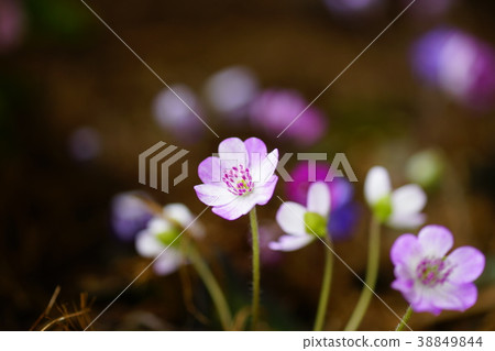 雪种族 雪种族 38849844