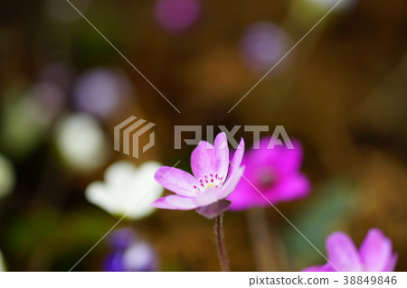 雪种族 雪种族 38849846