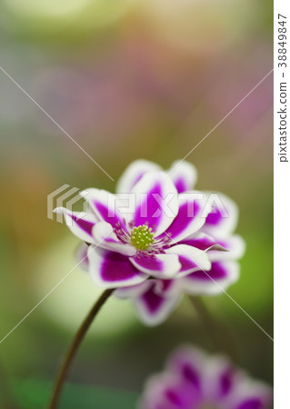 雪种族 雪种族 38849847