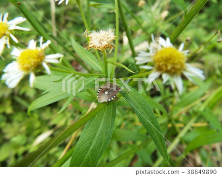 Bee whale bug Bee whale bug 38849890