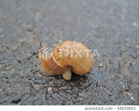 雨後的蝸牛 38850683