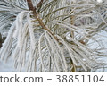Beautiful close up photo of frosty plant 38851104