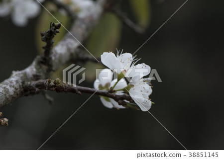 李花結果 38851145