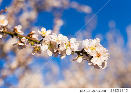 Spring, flowering and nature concept - beautiful 38851845