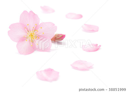Cherry petals spring background 38851999