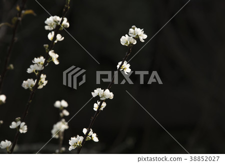 李花結果 李花結果 38852027
