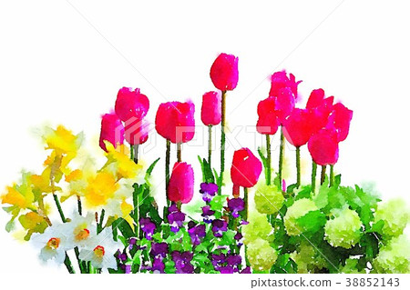 鬱金香水彩畫 38852143
