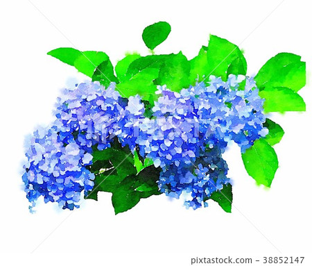 Hydrangea watercolor painting 38852147