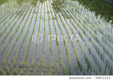 排列整齊的水稻田 38852223