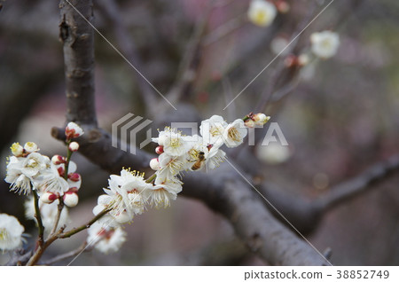 Japanese plum and bee 38852749