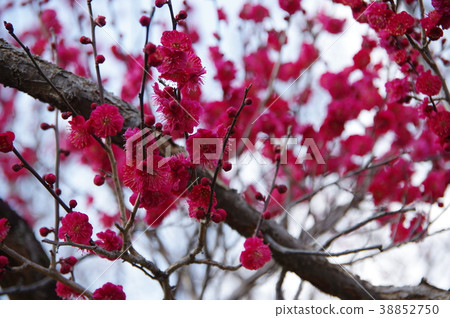 梅花_鹿兒島貝尼 38852750