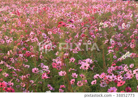 Impression of autumn Impression of autumn 38852773
