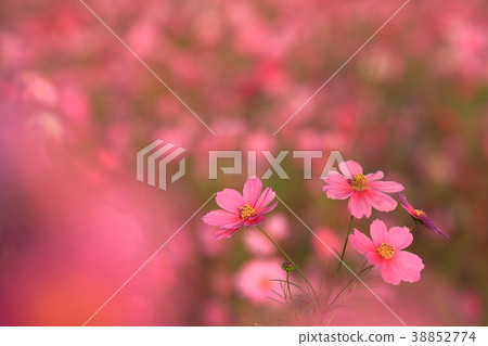 Impression of autumn Impression of autumn 38852774