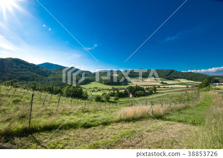 Hop field hill landscape Furano 38853726