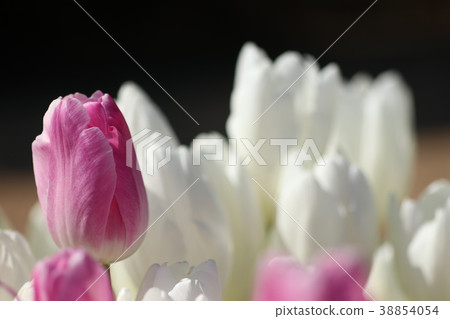 鬱金香 鬱金香 38854054