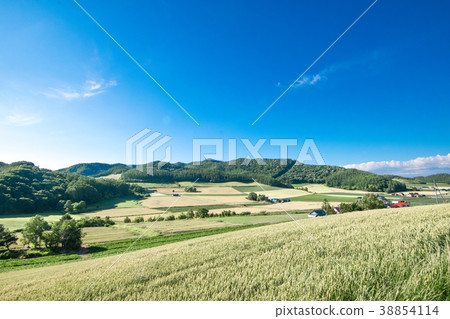 Hill landscape Furano 38854114