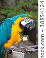 Beautiful bird, Macaw bird enjoy eating 38854124