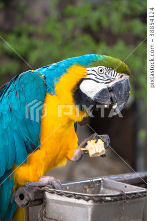 Beautiful bird, Macaw bird enjoy eating Beautiful bird, Macaw bird enjoy eating 38854124
