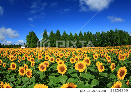 Sunflower field 1892 Sunflower field 1892 38854209